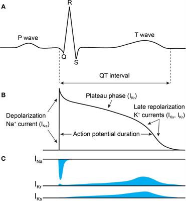 Structures Illuminate Cardiac Ion Channel Functions in Health and in Long QT Syndrome